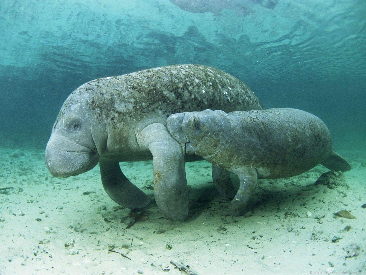 Florida manatee cow and calf